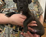 Собаки в Липецке: Щенки американского стаффордширского терьера Разнополые, 11 000 руб. - фото 5