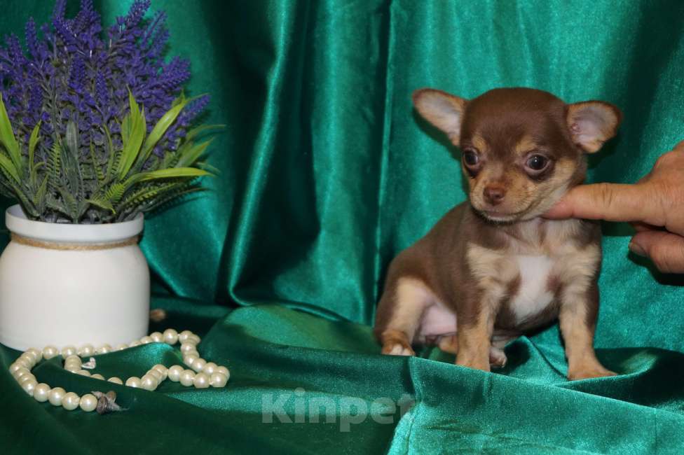 Собаки в Москве: Девочка чихуахуа Девочка, 35 000 руб. - фото 3