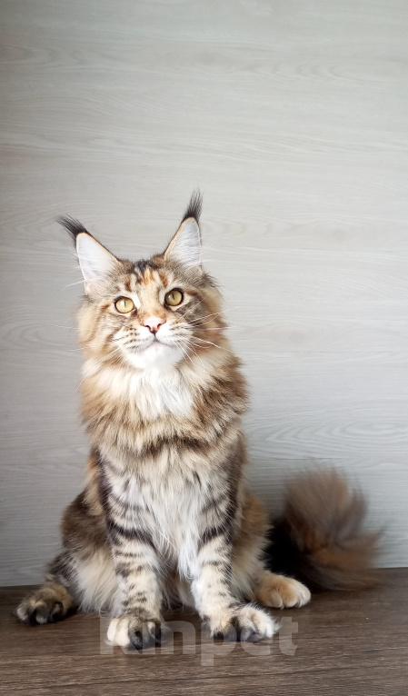 Кошки в Москве: Мейн-Кун котята Девочка, Бесплатно - фото 4