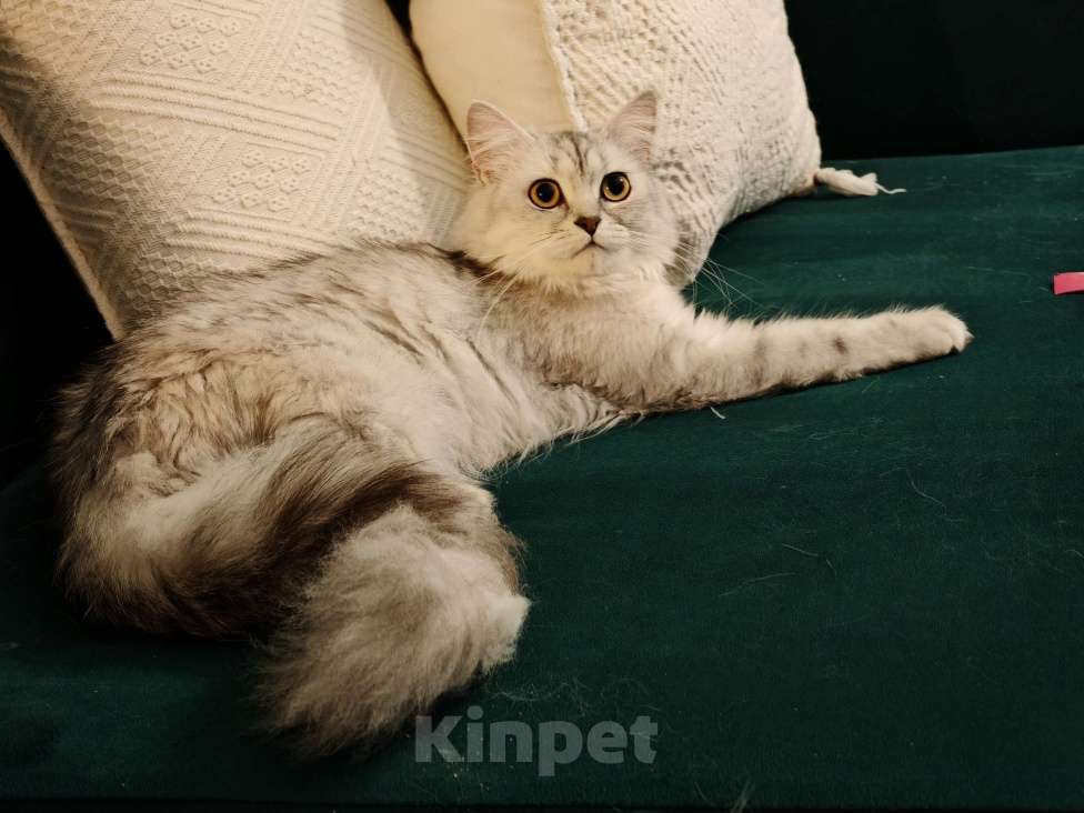 Кошки в Москве: Длинношертсная шотландская кошечка Девочка, 15 000 руб. - фото 2