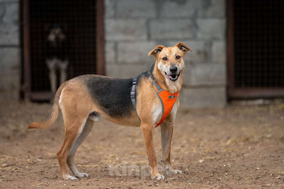 Собаки в Москве: Рональдо - с тонкой душевной организацией Мальчик, Бесплатно - фото 5