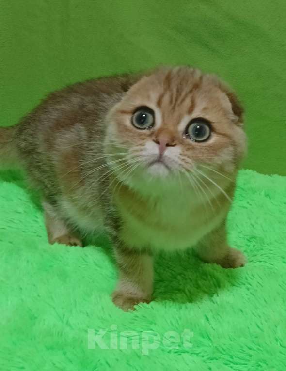 Кошки в Москве: Золотой мраморный красавчик Мальчик, 25 000 руб. - фото 3