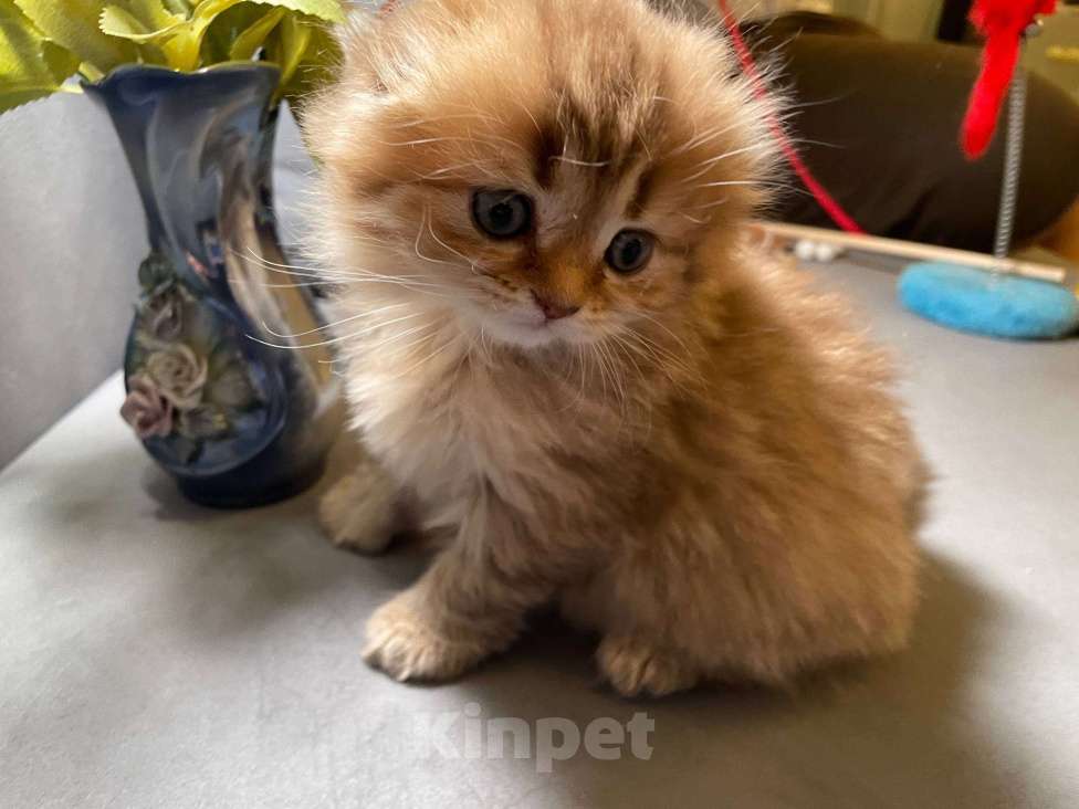 Кошки в Екатеринбурге: Шотландская вислоухая девочка Девочка, 25 000 руб. - фото 3