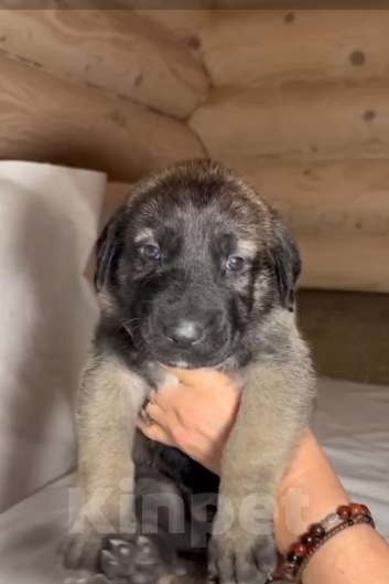 Собаки в Москве: Щенки Турецкого кангала Мальчик, 70 руб. - фото 4