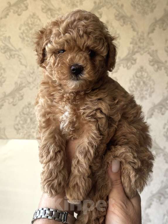 Собаки в Сочи: Мальтипу щенок Мальчик, 120 000 руб. - фото 4