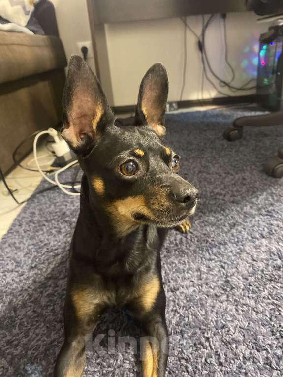 Собаки в Новосибирске: Найден КРЫСАРИК на Восходе 1 Мальчик, Бесплатно - фото 3