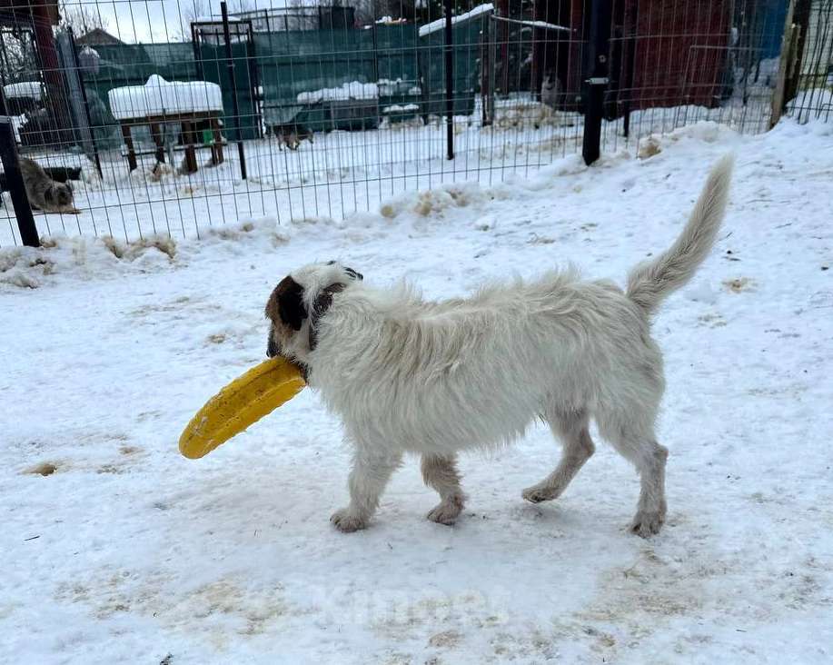 Собаки в Санкт-Петербурге: Милашка джек-рассел-терьер ищет дом Мальчик, Бесплатно - фото 8