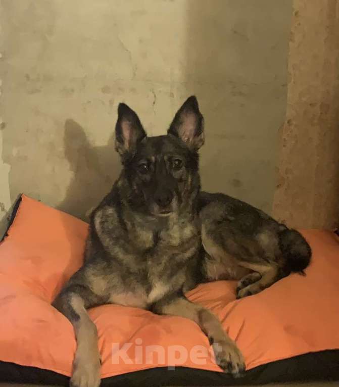 Собаки в Москве: Помогите найти Лею Девочка, 75 000 руб. - фото 2