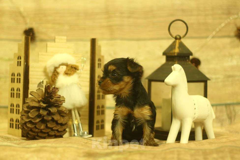 Собаки в Новосибирске: Девочка, лапушка.  Девочка, 40 000 руб. - фото 8