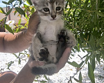 Кошки в Геленджике: Котёнок Чаузи Мальчик, 30 000 руб. - фото 1
