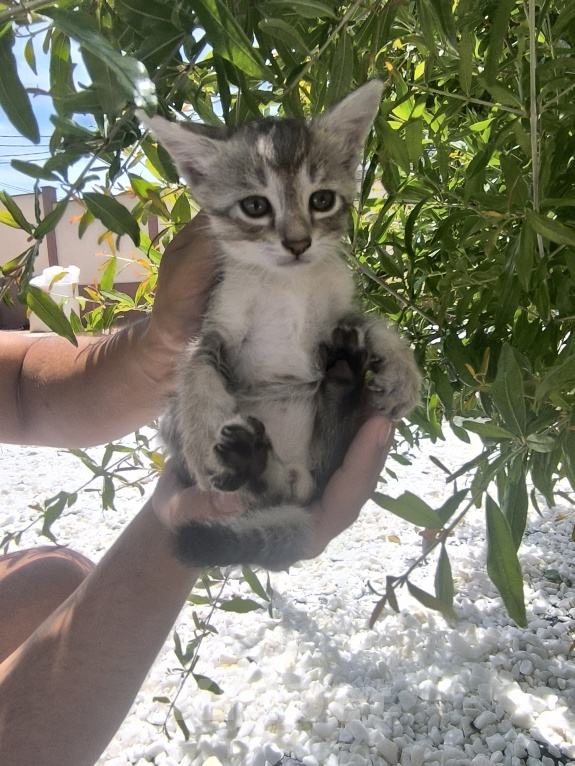 Кошки в Геленджике: Котёнок Чаузи Мальчик, 30 000 руб. - фото 1