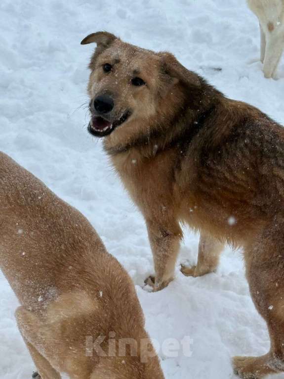 Собаки в других городах Владимирской области: Красивый и застенчивый Арчи в поисках любящих родителнй Мальчик, Бесплатно - фото 4