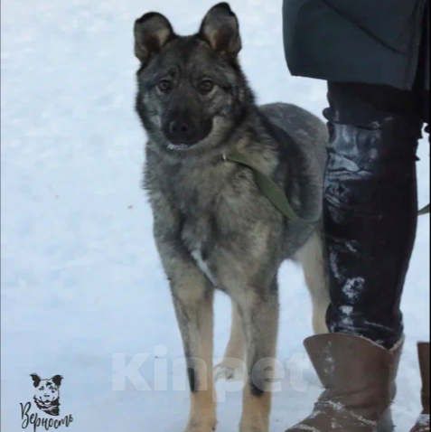 Собаки в Москве: Ляля Девочка, Бесплатно - фото 2