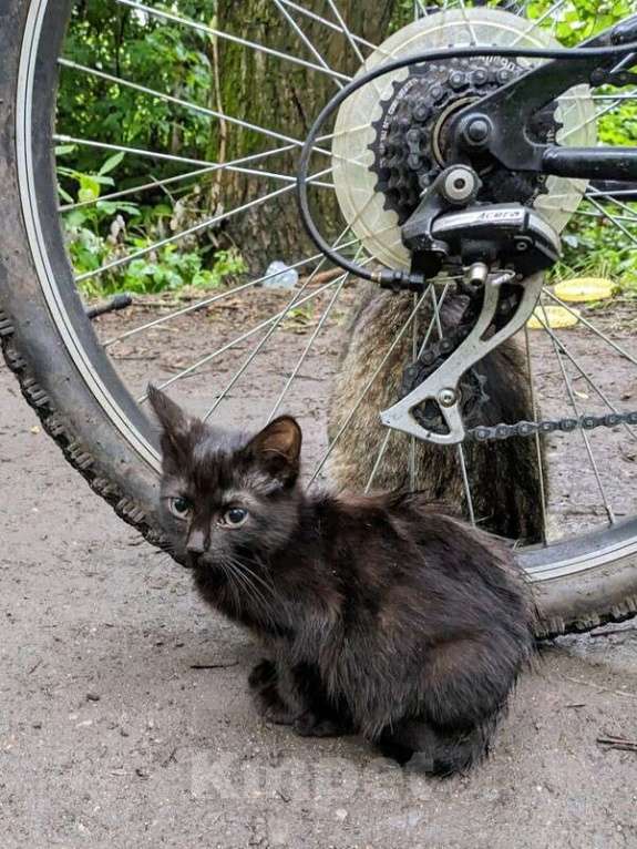 Кошки в Москве: Выбросили черного котёнка! На улице погибнет Мальчик, 1 руб. - фото 2