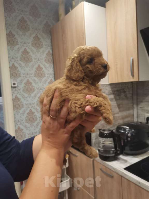 Собаки в Домодедово: Продаю каваку Девочка, 80 000 руб. - фото 1
