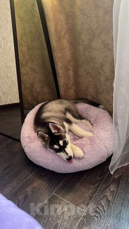 Собаки в Воронеже: Сибирская хаски  Девочка, Бесплатно - фото 3