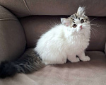 Кошки в Ярославле: Шотландская длинношерстная девочка  Девочка, 35 000 руб. - фото 3