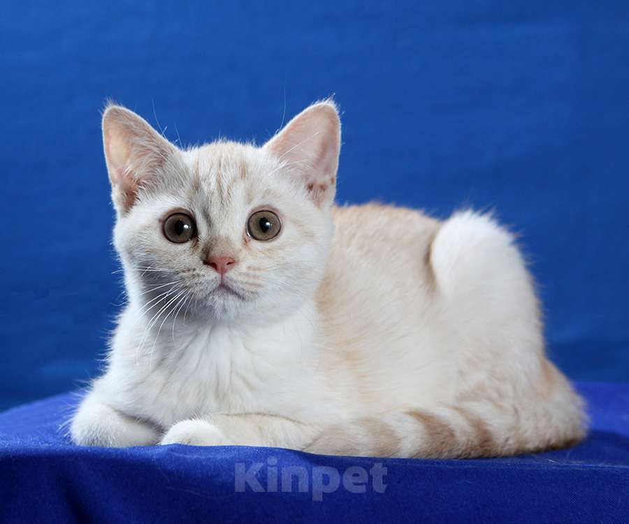 Кошки в Москве: Британская кошечка 3 месяца Девочка, 10 000 руб. - фото 2