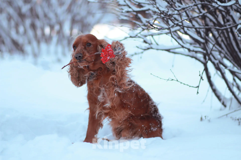 Собаки в Нижнем Новгороде: Потерялся английский кокер спаниель кобель светло коричневый Бари Мальчик, 50 000 руб. - фото 1