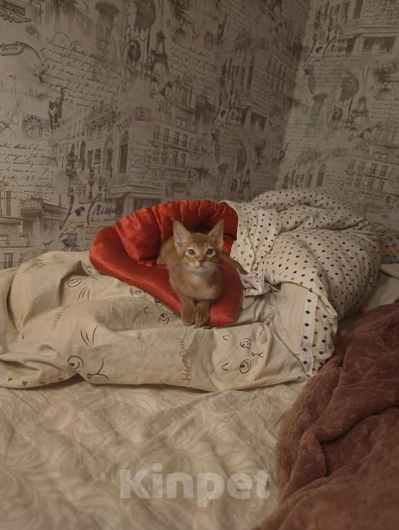 Кошки в Ростове-на-Дону: Абиссинский котёнок мальчик, окрас соррель Мальчик, 17 000 руб. - фото 5