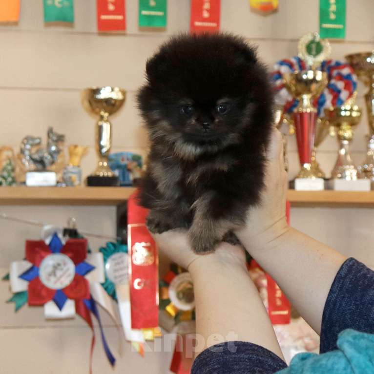 Собаки в Москве: Крошка шпиц. Бэби-Фэйс 👍 Мальчик, 75 000 руб. - фото 4