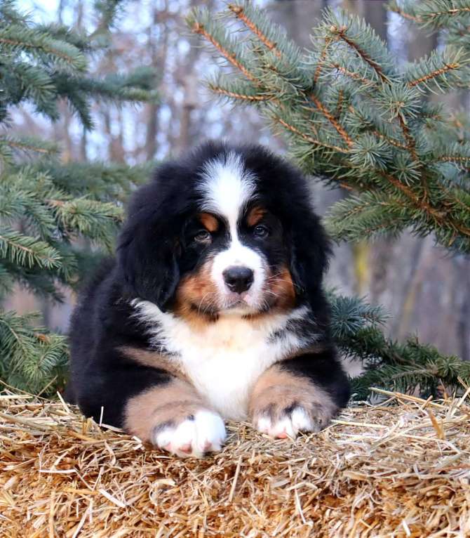 Собаки в Москве: Кибель Бернского зенненхунда Мальчик, Бесплатно - фото 9