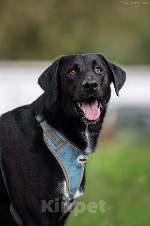 Собаки в Москве: Молли очень хочет домой  Девочка, Бесплатно - фото 1