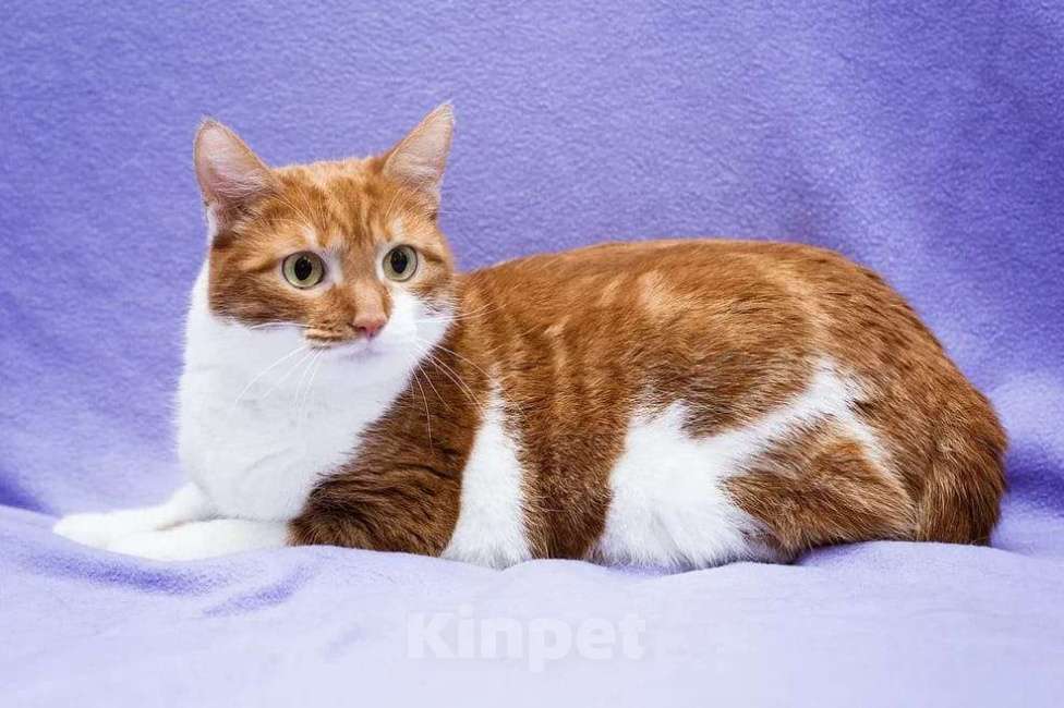 Кошки в Москве: Яркая нежная кошечка Гуля 3 года в приюте  Девочка, Бесплатно - фото 8