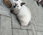 Кошки в Воронеже: Отдам котёнка Мальчик, Бесплатно - фото 3