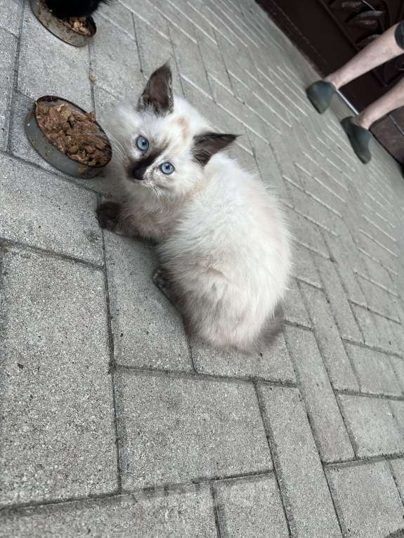 Кошки в Воронеже: Отдам котёнка Мальчик, Бесплатно - фото 3
