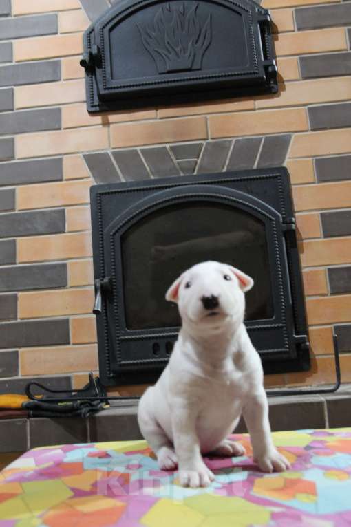 Собаки в Череповце: Предлагаются малышки стандартного бультерьера Девочка, Бесплатно - фото 1