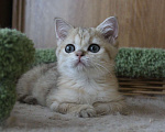Кошки в Клине: Золотая девочка Holly Девочка, 25 000 руб. - фото 2