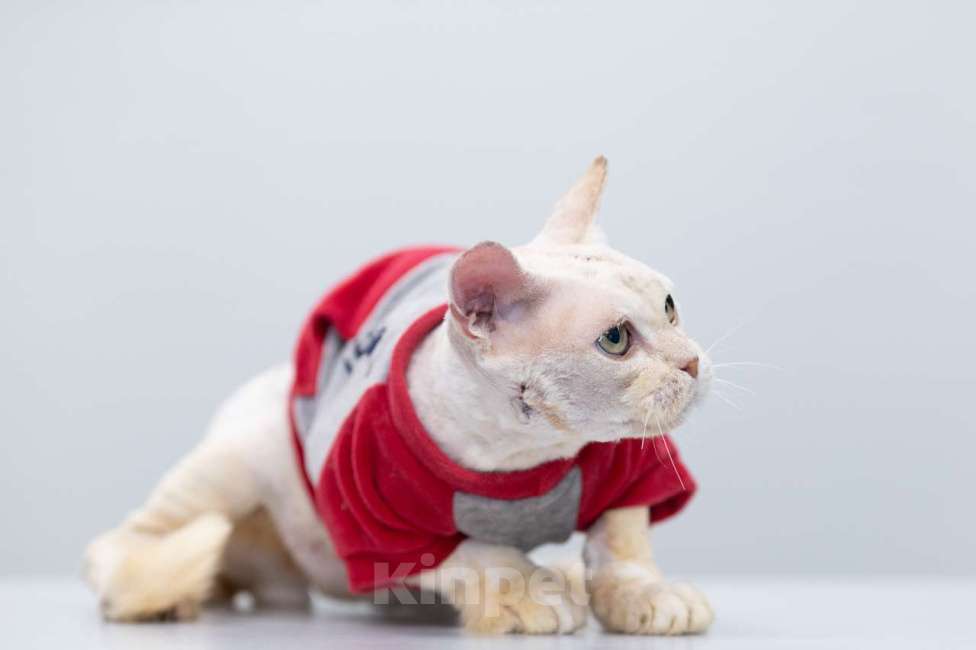 Кошки в Москве: Дорофей Мальчик, Бесплатно - фото 4