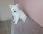 Собаки в Москве: щенки белой швейцарской овчарки Мальчик, 26 000 руб. - фото 4