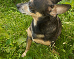 Собаки в Бийске: Той-терьер, Бесплатно - фото 6