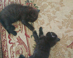 Кошки в Красноярске: Отдам котят, 1 руб. - фото 5
