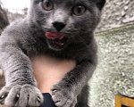Кошки в Рязани: Котята, Бесплатно - фото 6