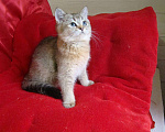 Кошки в Кудымкаре: Золотая шиншилла Кошка, 30 000 руб. - фото 2