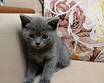 Кошки в Красноярске: Отдам котенка в добрые руки Мальчик, 1 руб. - фото 2