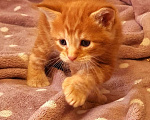 Кошки в Хабаровске: Котята «Мейн -кун» ищут родителей Мальчик, 15 000 руб. - фото 5