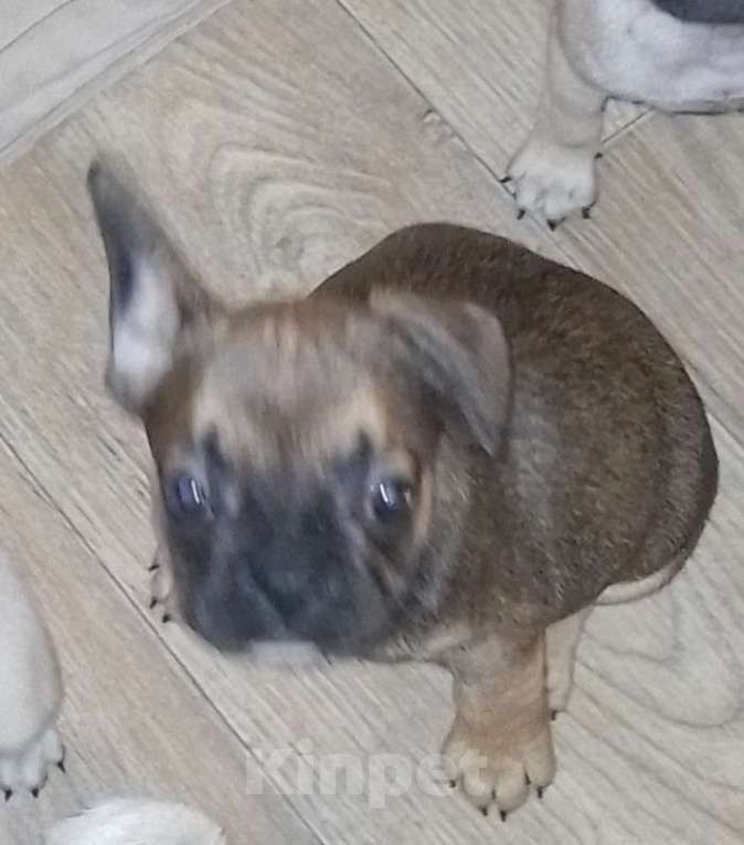 Собаки в Челябинске: Девочки-француженкм Девочка, 25 000 руб. - фото 8