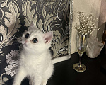 Кошки в Балашихе: Серебристая шиншилла котенок Девочка, 20 000 руб. - фото 4