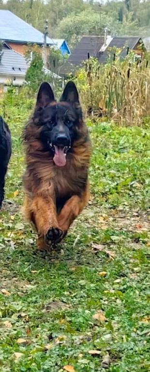 Собаки в Москве: Элитные щенки немецкой овчарки длиношерстные Девочка, 50 000 руб. - фото 4