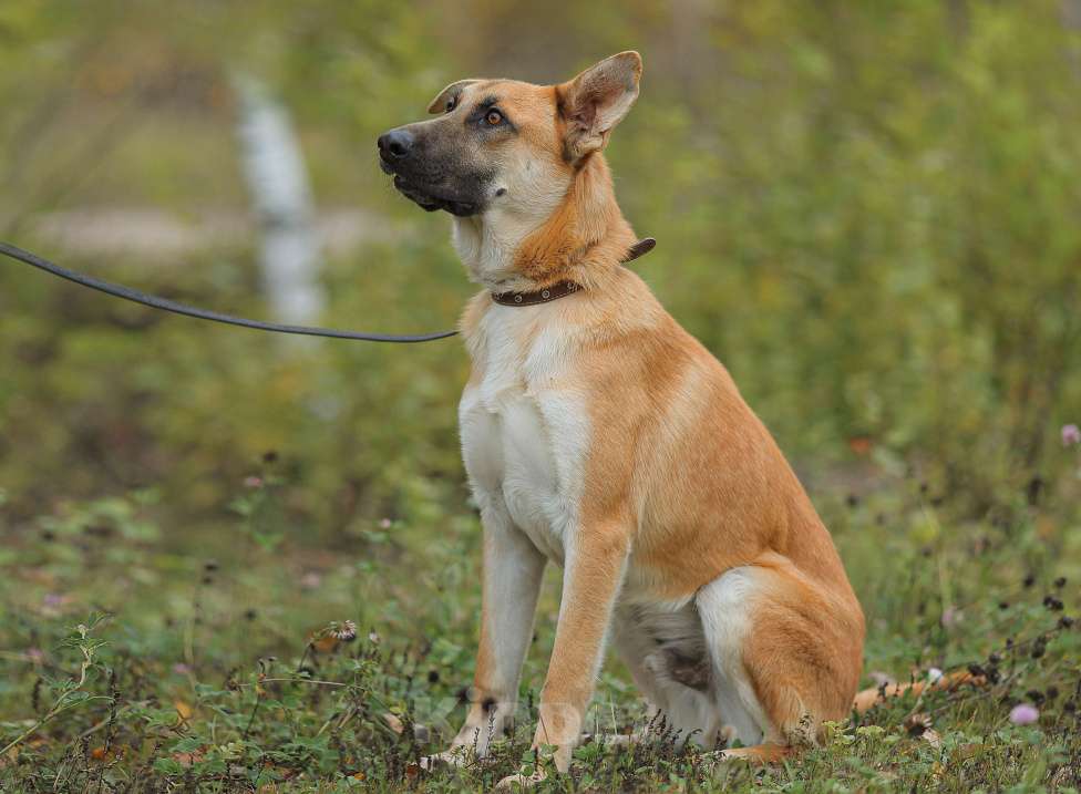 Собаки в Москве: Честер. Статный красавец пес Мальчик, Бесплатно - фото 6