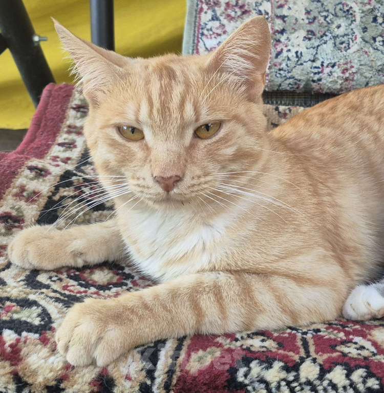 Кошки в других городах Московской области: Потерялся кот Персик Мальчик, 1 000 руб. - фото 1
