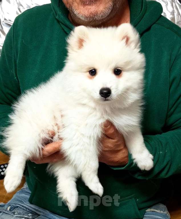 Собаки в Челябинске: Очаровательные щенки японского шпица Мальчик, 80 000 руб. - фото 6