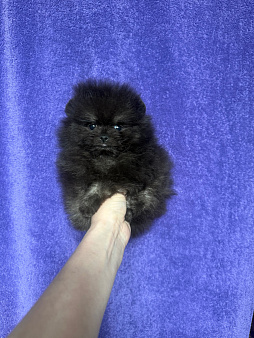 Мальчик мини