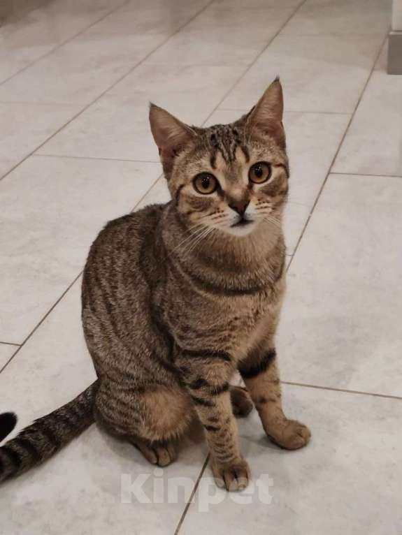 Кошки в Москве: Нежная маленькая кошенька Оливия очень ждёт своих людей Девочка, Бесплатно - фото 5