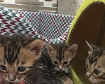 Кошки в Москве: "Бенгальские котята на продажу: очаровательные, умные и здоровые!" Девочка, Бесплатно - фото 1