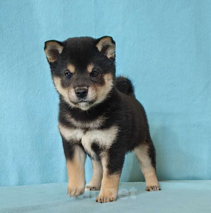 Собаки в Москве: Белые Сиба ину (Шиба ину) - девочка. Девочка, 80 000 руб. - фото 6